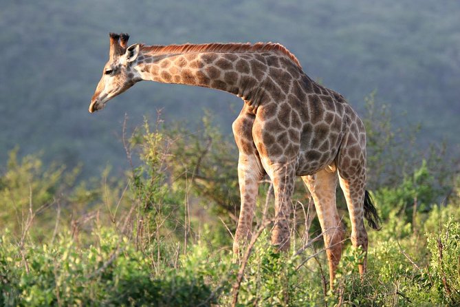 Richards Bay Shore Excursion: Private Small Group Hluhluwe Safari