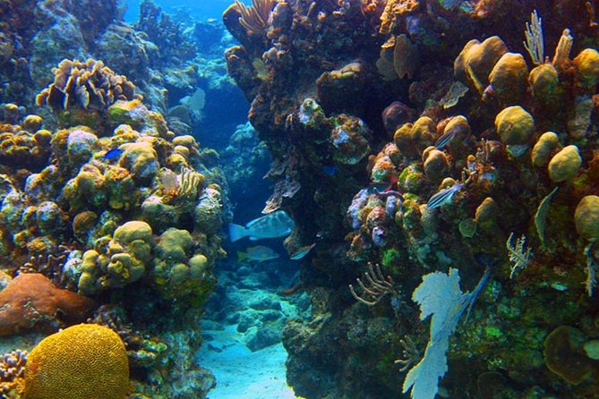 Roatan 1 Tank Shore Dive, Sloth & Monkey Park, City Tour Plus Transportation
