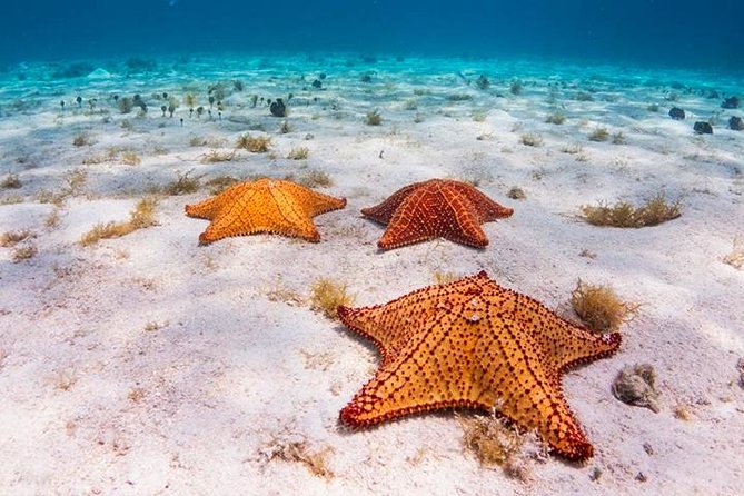 Roatan Private Catamaran Shipwreck, Blue Channel and Starfish With Transfer