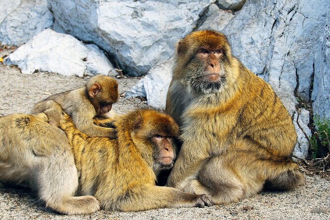 Rock Tour in Gibraltar by Bus Review