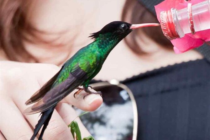 Rocklands Bird Sanctuary and Montego Bay Highlights Tour From Falmouth