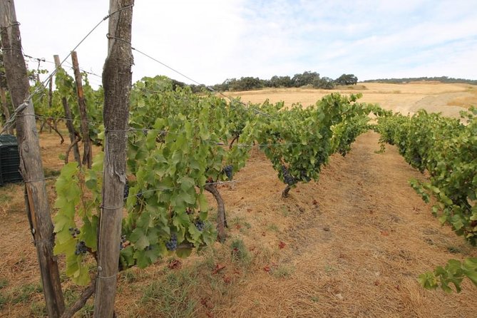 Ronda Private Full Day Wine Tour