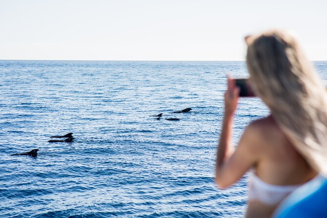Royal Dolphin Whale Watching Excursion