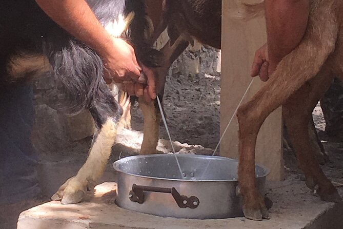 RTH01. Explore Shepherd’s Hut and Cheese Making Process
