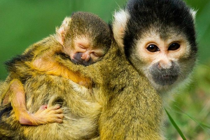 Rurrenabaque Pampas. 3 Days & 2 Nights. PRIVATE TOUR. (PLS ASK FOR SHARED TOUR)