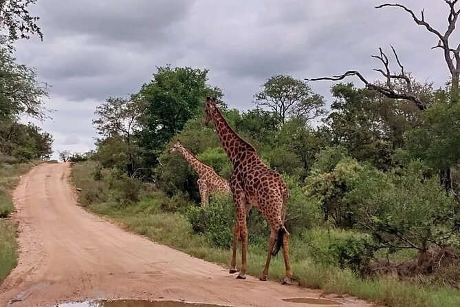 Sabi Sand Sunset Safari