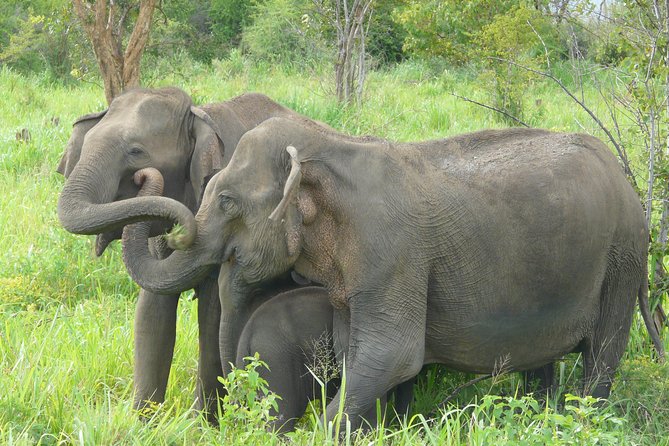 Safari at Udawalawe National Park