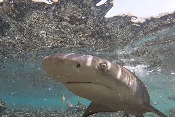 Sal Island: Secrets of Native Guide All-Inclusive Tour With Lunch