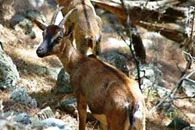 SAMARIA Gorge Walk: Full Day From Area Heraklion CRETE