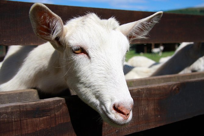 Sancerre & Pouilly-Fumé Wine Tour With Local Goats Cheese and the River Loire