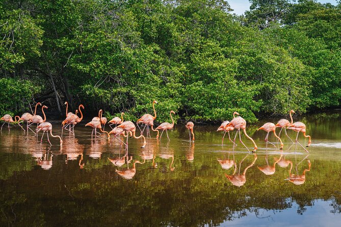 Sanctuary of Flamingos Day Tour