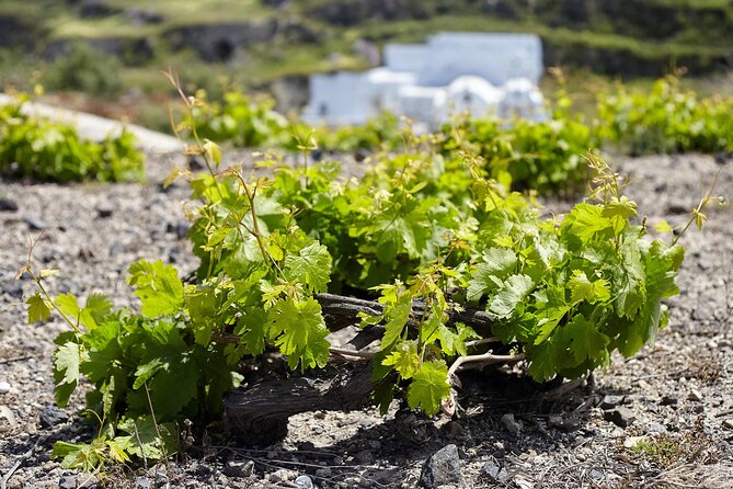 Santorini Wine SUV Private Tour