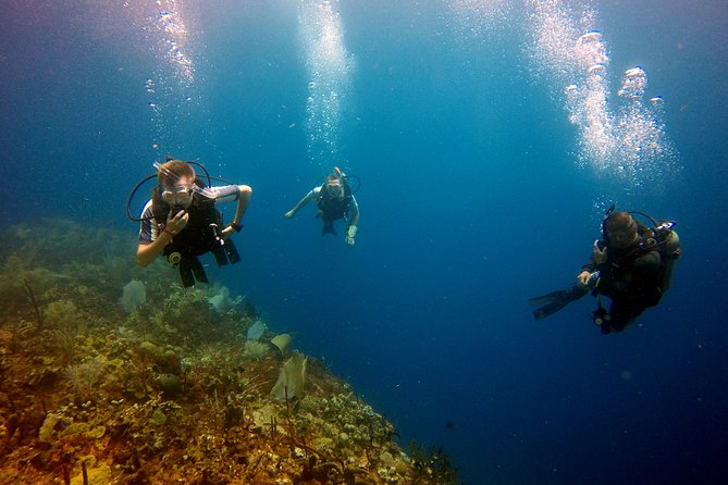 Saona Diving - Overview and Pricing