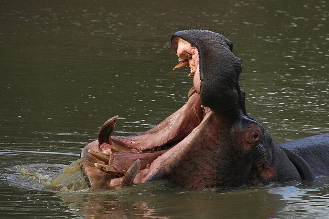 Schotia Big 5 Safari Port Elizabeth (Optional Accommodation)