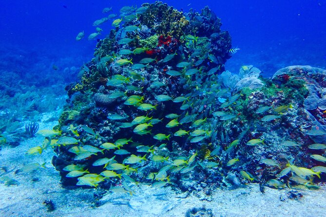 Scuba Diver Certification Course