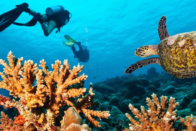 Scuba Diving Boat Trip in Island Catalina With Pickup