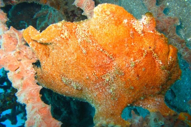 Scuba Diving in PADANG BAY BALI