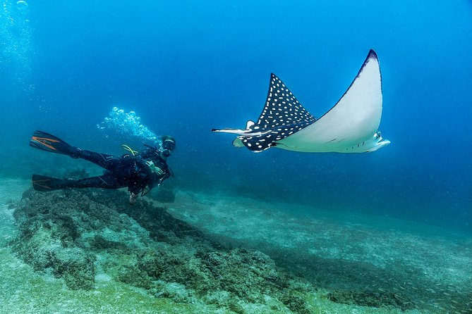 Scuba Diving With a 5-Star PADI Center in Puerto Vallarta