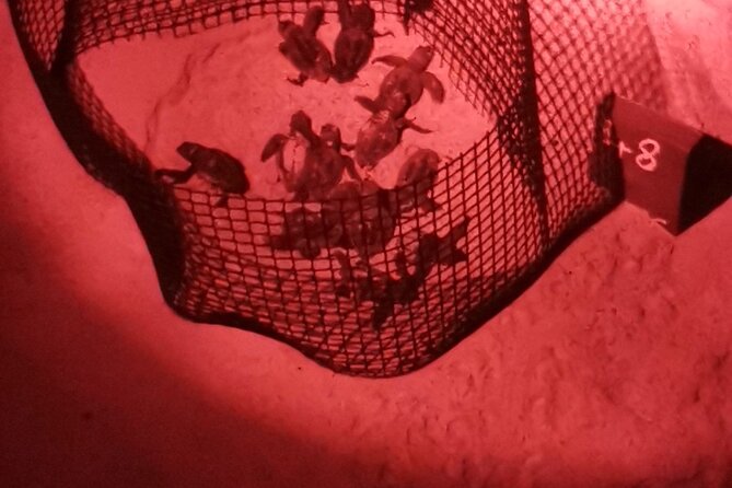 Sea Turtle Nesting Observation on Sal Island