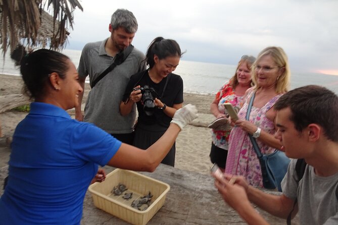 Sea Turtle Release in Puerto Vallarta