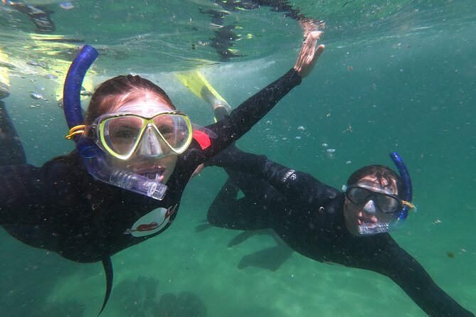 Seal Swimming Activity in Plettenberg Bay - Meeting Point and Location