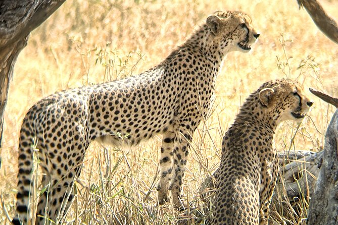 Serengeti , Ngorongoro & Tarangire