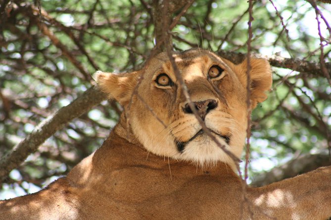 Serengeti Tour – 7days/6 Nights (4 Stars Accommodations)