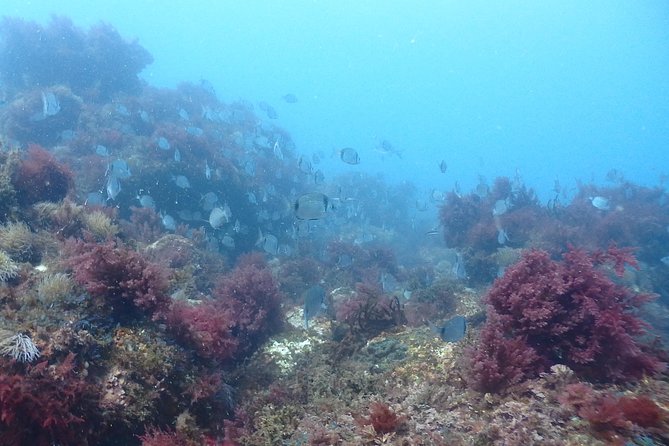 Sesimbra Dive Discovery