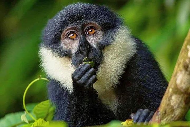 Seven Days One Wonderful Week Safari In Uganda