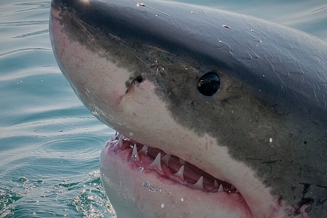 Shark Cage Dive in Gansbaai See Bronze & Other, Sometimes Great Whites
