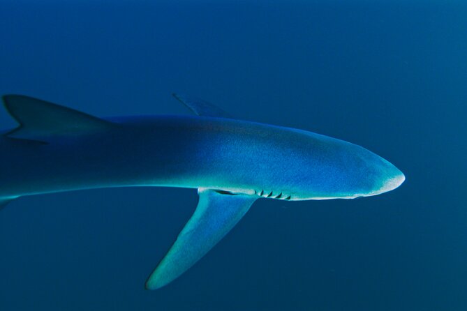 Shark Diving With Blue and Mako Sharks in San Diego