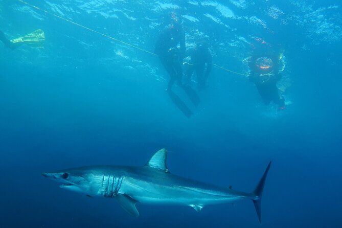 Shark Safari & Snorkel Adventure in Cabo San Lucas - Overview of Cabo San Lucas Adventure
