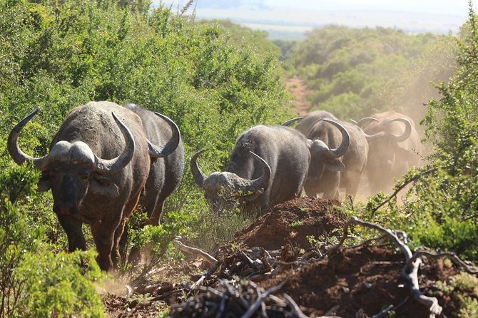 Shore Excursion Cruise Ships Port Elizabeth, Addo Elephant Park