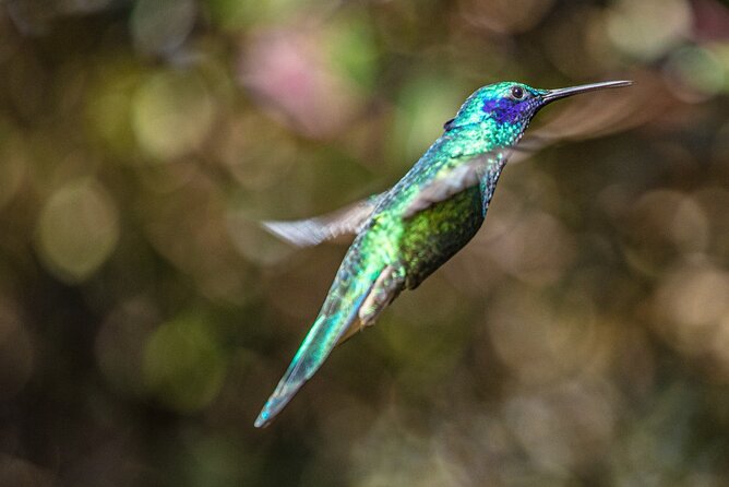 Sightings of Hummingbirds – Hummingbird Observatory