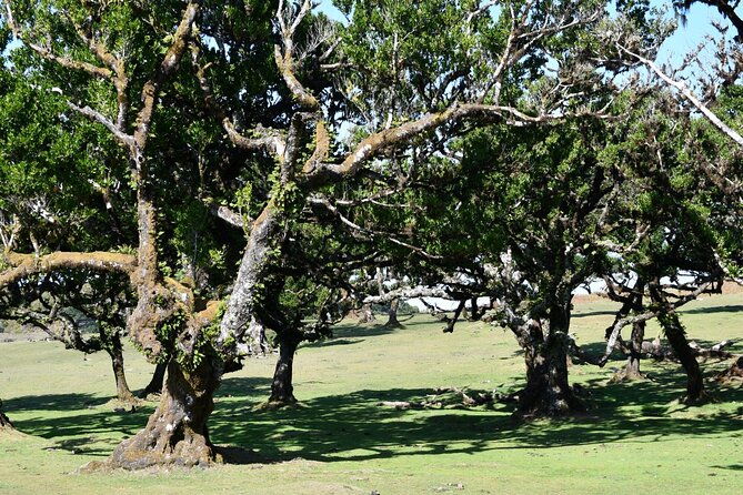 Small Group Guided Sightseeing Tour Visit to Fanal