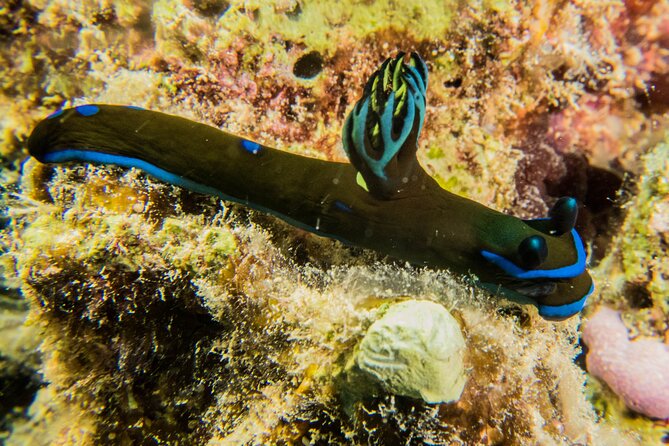 Small Group Shallow Reef Dive in Oahu