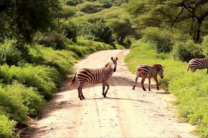 Small Group Tour to Nairobi Park Baby and Optional Baby Elephants
