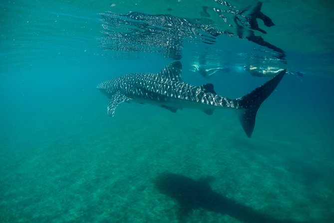 Small Group Whale Shark Snorkeling in La Paz BCS MX