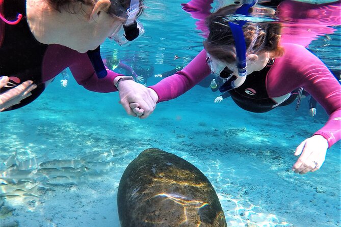 Snorkel Tour With the Manatee on Kings Bay, Crystal River