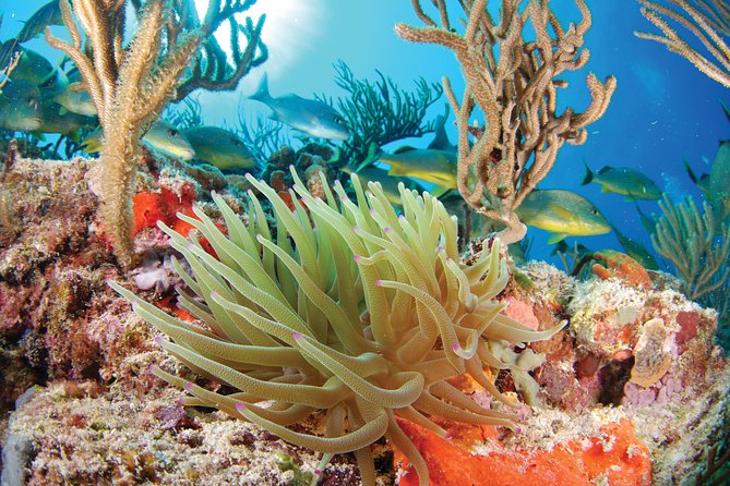 Snorkel Xtreme Cancun