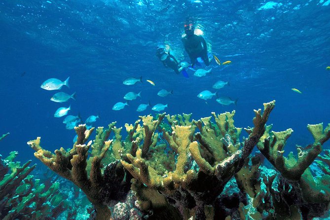 Snorkeling Adventure in Puerto Morelos Includes Snack, Water and Round Trip.