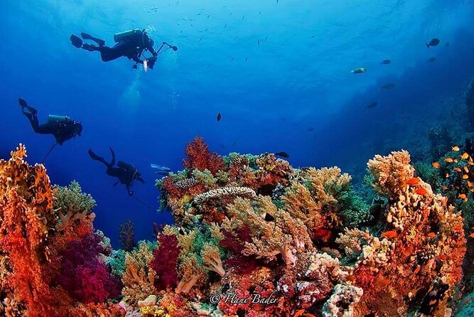 Snorkeling at Ras Mohamed in Sharm El Sheikh