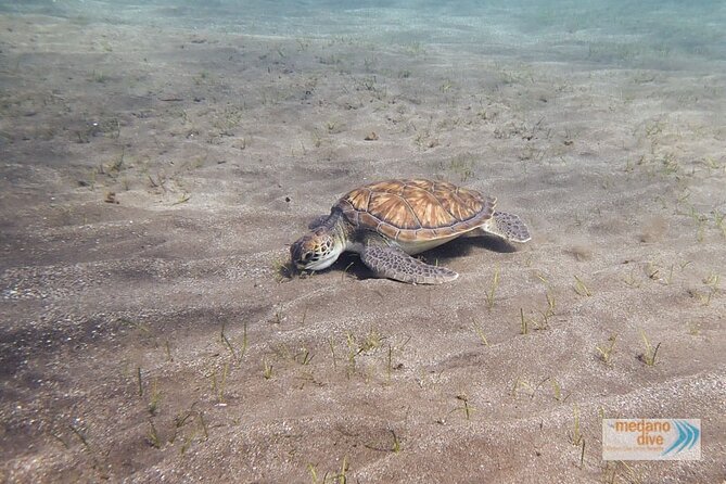 Snorkeling Excursion In South Tenerife – 3,5 Hours