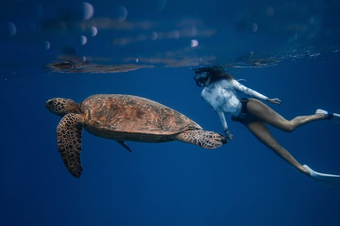 Snorkeling Open Ocean Wildlife Safari in Los Cabos With Photos Included - Overview and Experience