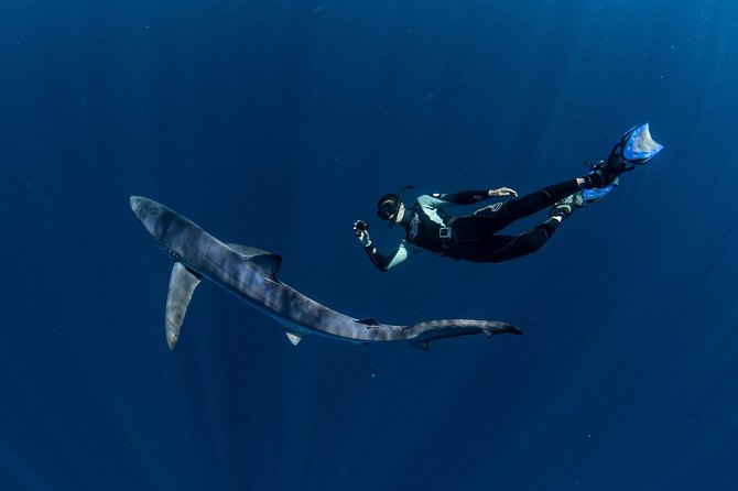 Snorkeling or Swimming With Sharks in Cabo San Lucas