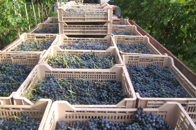 Soave Borgo Wine Day Trip With Light Lunch & 2 Wineries