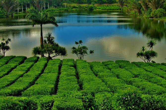 South of Mauritius : LYCHEE WINE Tasting & Tea Route With Lunch - Overview of the Experience