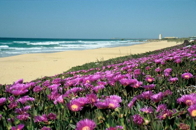 Spains Best Beaches Day Trip From Seville