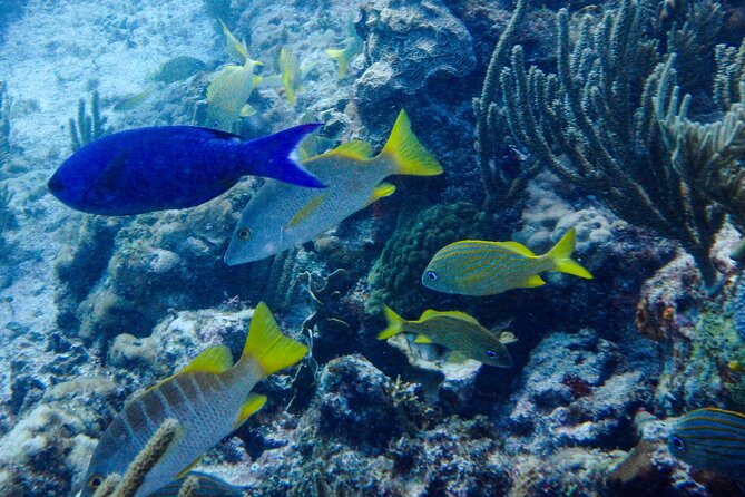 SPECIAL! Snorkel at MUSA - The Underwater Museum Reservation - Tour Overview