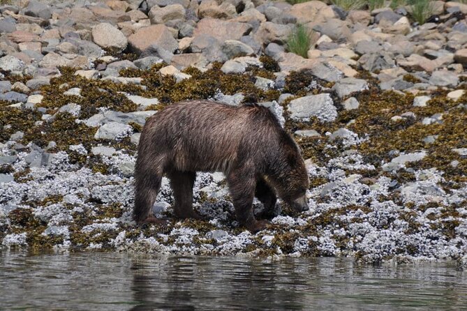 Spring Bear and Waterfall Tour